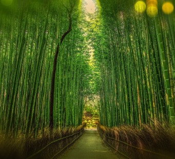 18 novembre - KYOTO - Foto 2/3