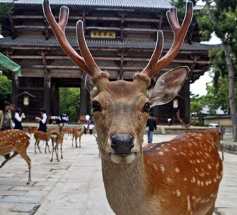 20 novembre - KYOTO / NARA / KYOTO - Foto 1/3