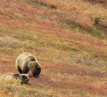 13 Agosto - Icy Strait/Hoonah - Foto 2/3