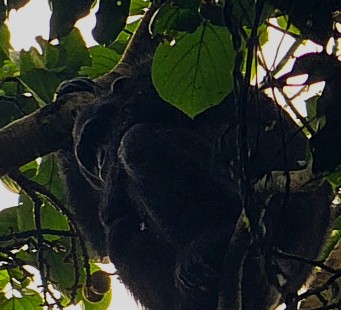 28 Febbraio - Incontro con gli scimpanzè nella foresta di Budongo - Foto 1/3