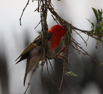 06 Marzo - Lago Mburo - Foto 1/3