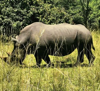 26 Febbraio - Riserva di Ziwa - Il Parco Nazionale Murchison Falls - Foto 2/3