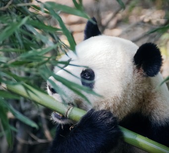 7 Giugno - Chongqing - Foto 2/3
