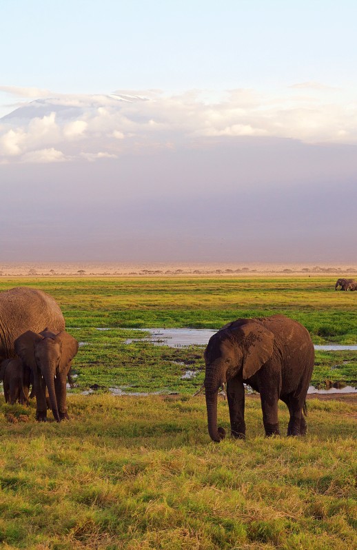 jonny_joka-elephants-4275741.jpg